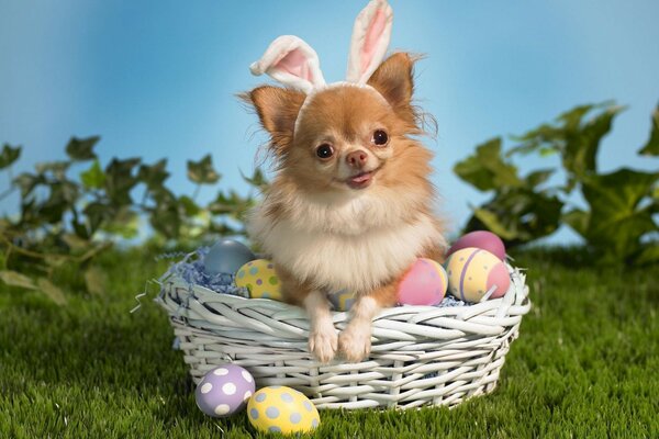 Cute puppy dressed as an Easter bunny in a basket with painted eggs. Easter