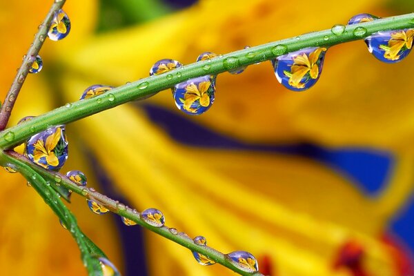 Nature is waking up. Drops of the first spring rain on a branch