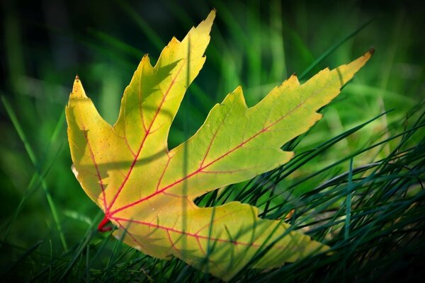 Flora autunnale, foglia in natura