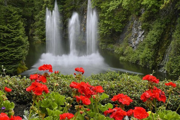 瀑布背景上的红色花朵