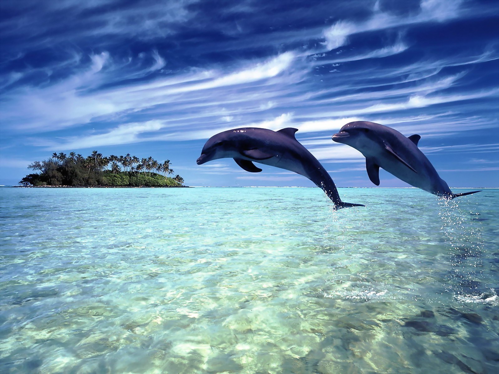 amoureux des animaux eau sous-marin océan mer poissons nature natation plongée dauphin faune tropical en plein air voyage turquoise ventilateur