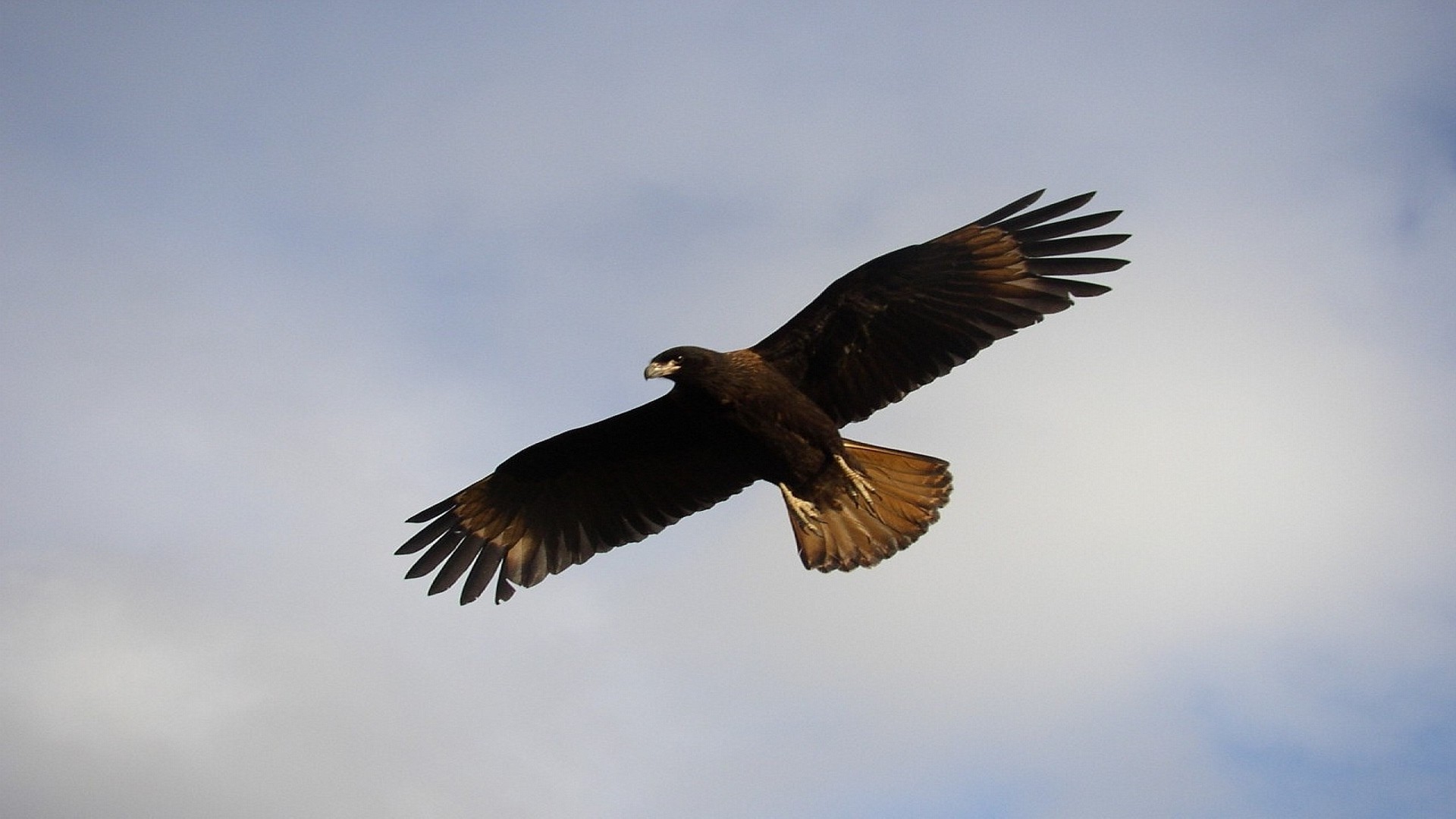 animals bird raptor wildlife eagle flight nature outdoors bald eagle animal prey freedom