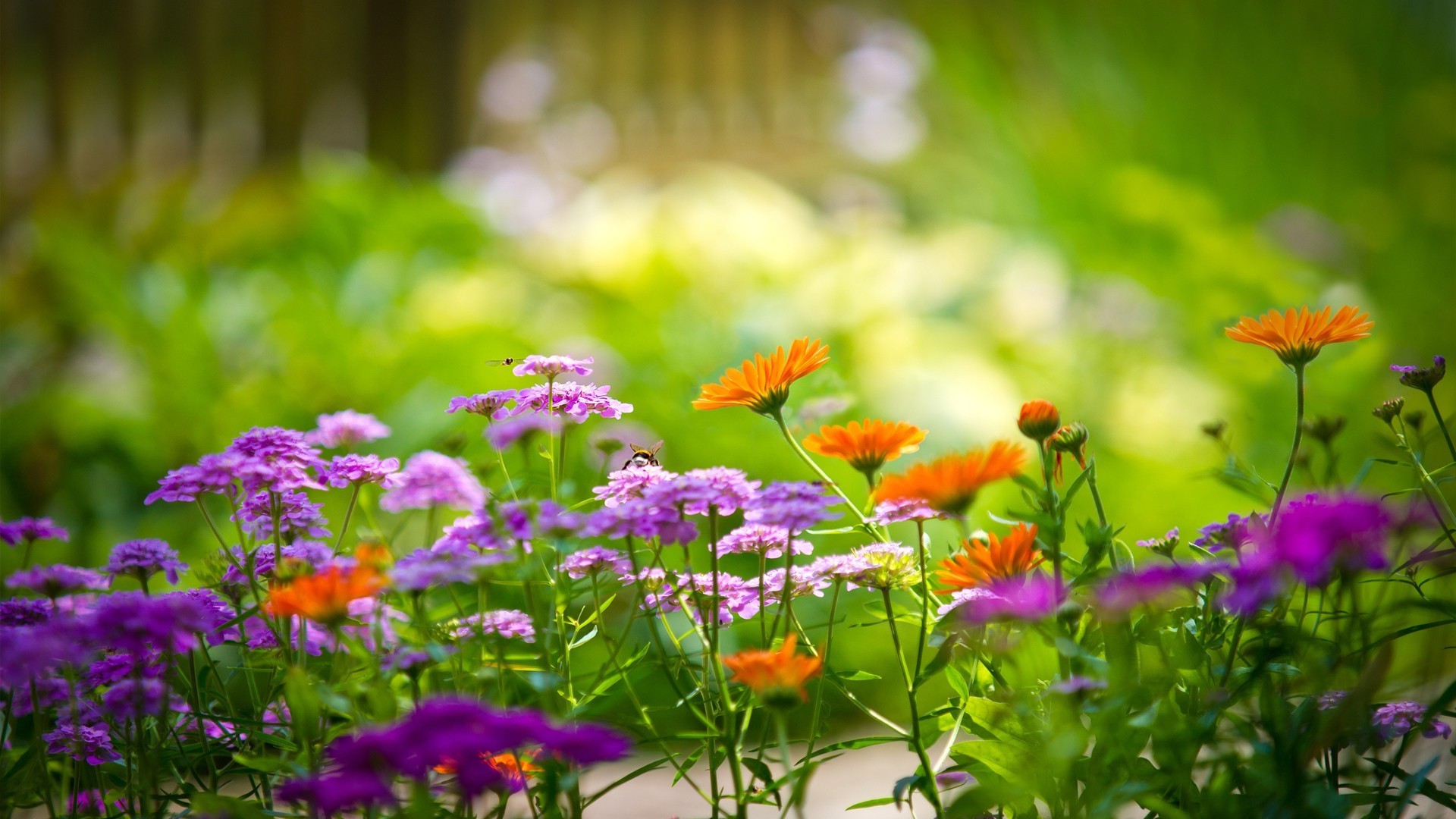 flowers garden flower nature flora summer leaf field grass floral growth color hayfield season blooming bright petal lawn park beautiful