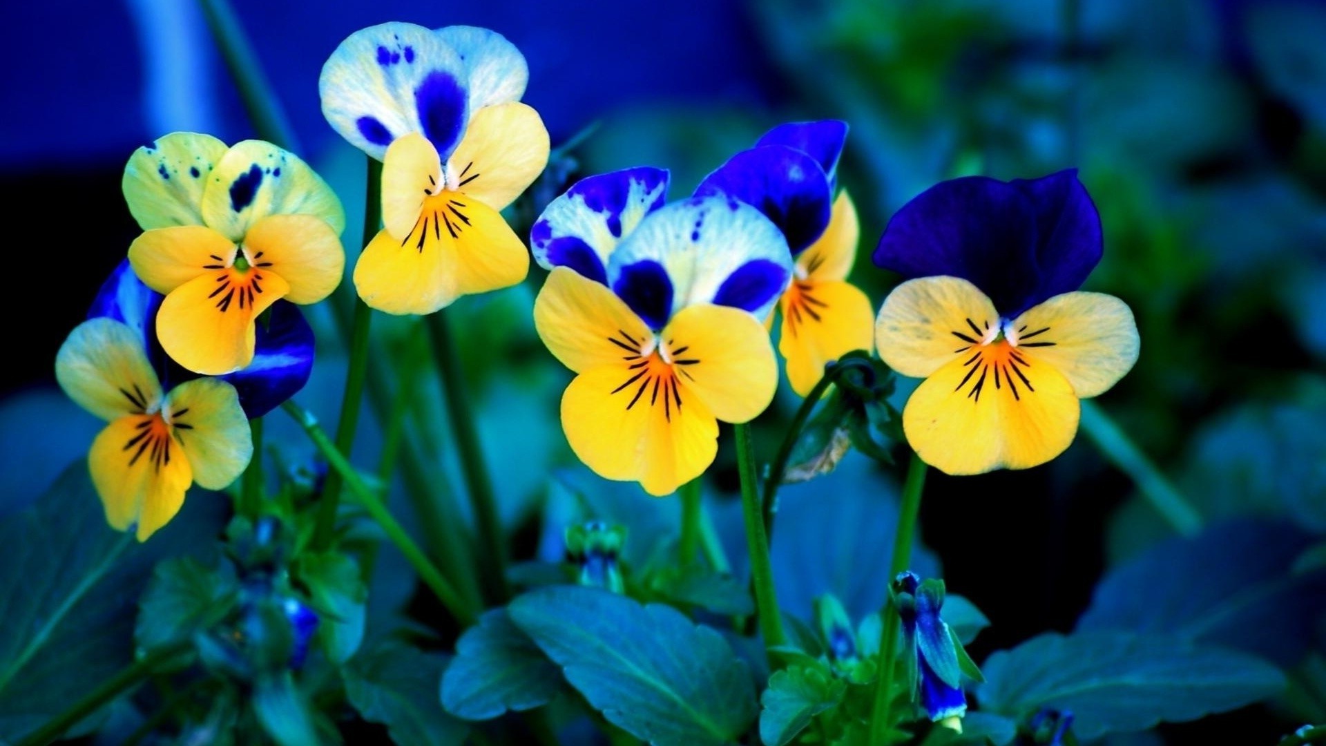 fleurs fleur floral pensée nature jardin feuille bluming flore pétale couleur violet viola lumineux