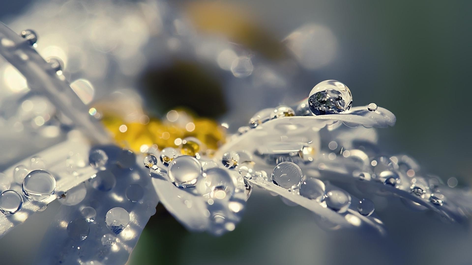 primo piano goccia pioggia acqua chiaro bagnato rugiada gocce pulito pulito natura freddo liquido bolla primo piano desktop freschezza colore inverno puro flora