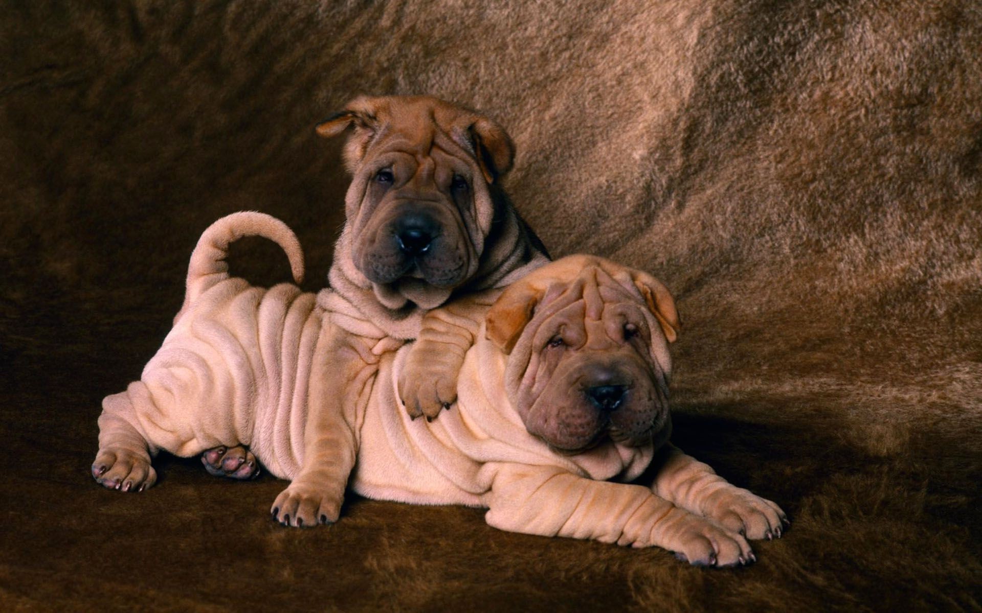 dogs dog mammal portrait canine pet one puppy cute