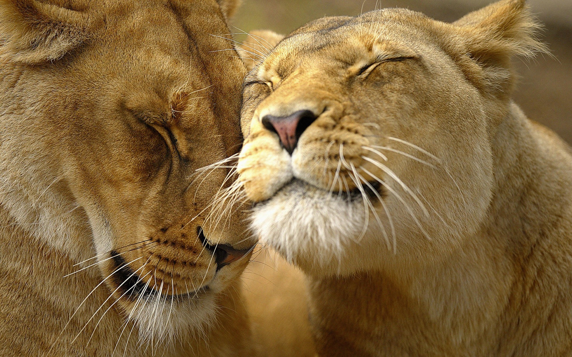 verliebte tiere katze löwe tierwelt säugetier safari raubtier zoo tier fleischesser jäger auge groß löwin porträt fell wild panther große katze gefahr natur