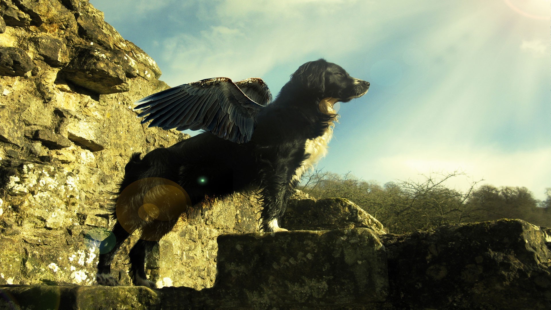 animaux magiques mammifère un animal à l extérieur vue latérale oiseau lumière du jour deux nature