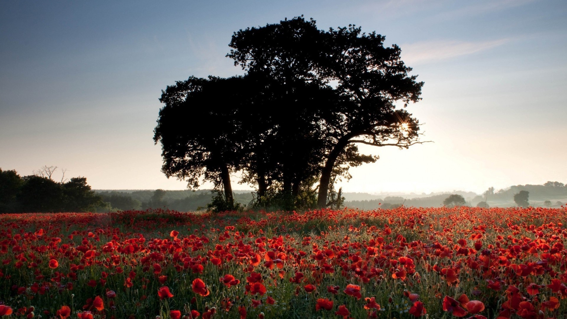 landschaft poppy landschaft blume feld baum bewirtschaftetes land heuhaufen landwirtschaft im freien park