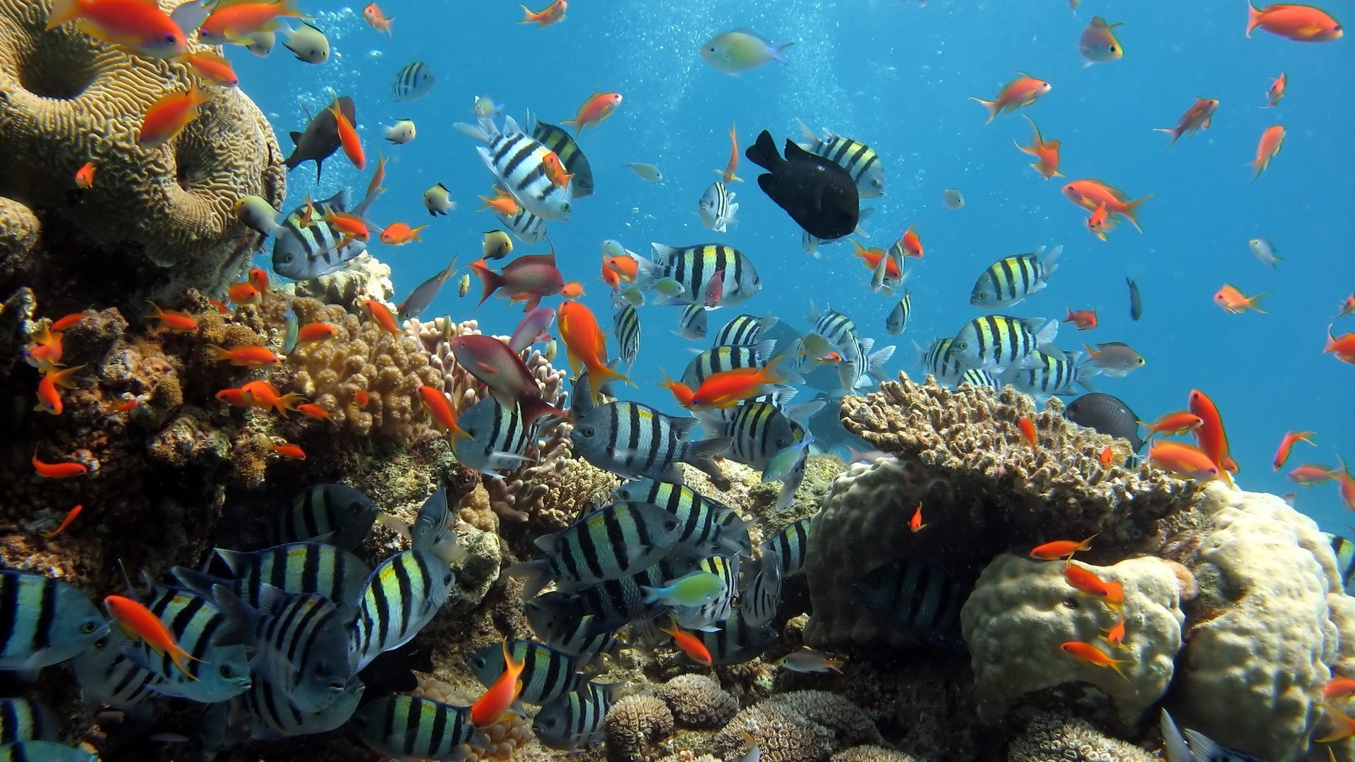 mer et océan sous-marin poissons corail aquarium récif océan tropical marin mer natation plongée aquatique poisson rouge eau plongée sous-marine nature exotique écosystème la faune profonde