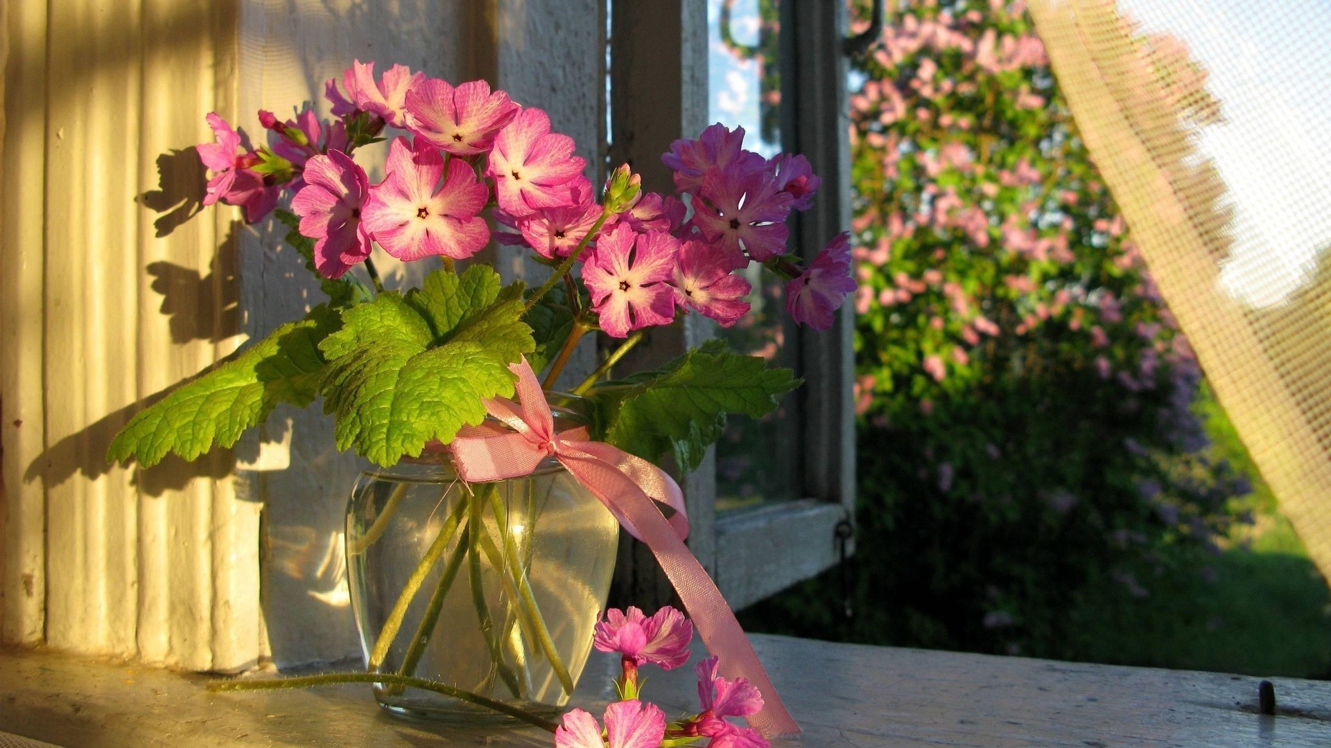 vazoda veya tencerede çiçek bahçe yaz doğa flora yaprak çiçeklenme açık havada çiçek buket büyüme gül güzel havalarda saksı renk taçyaprağı süslemeler saksı sardunya