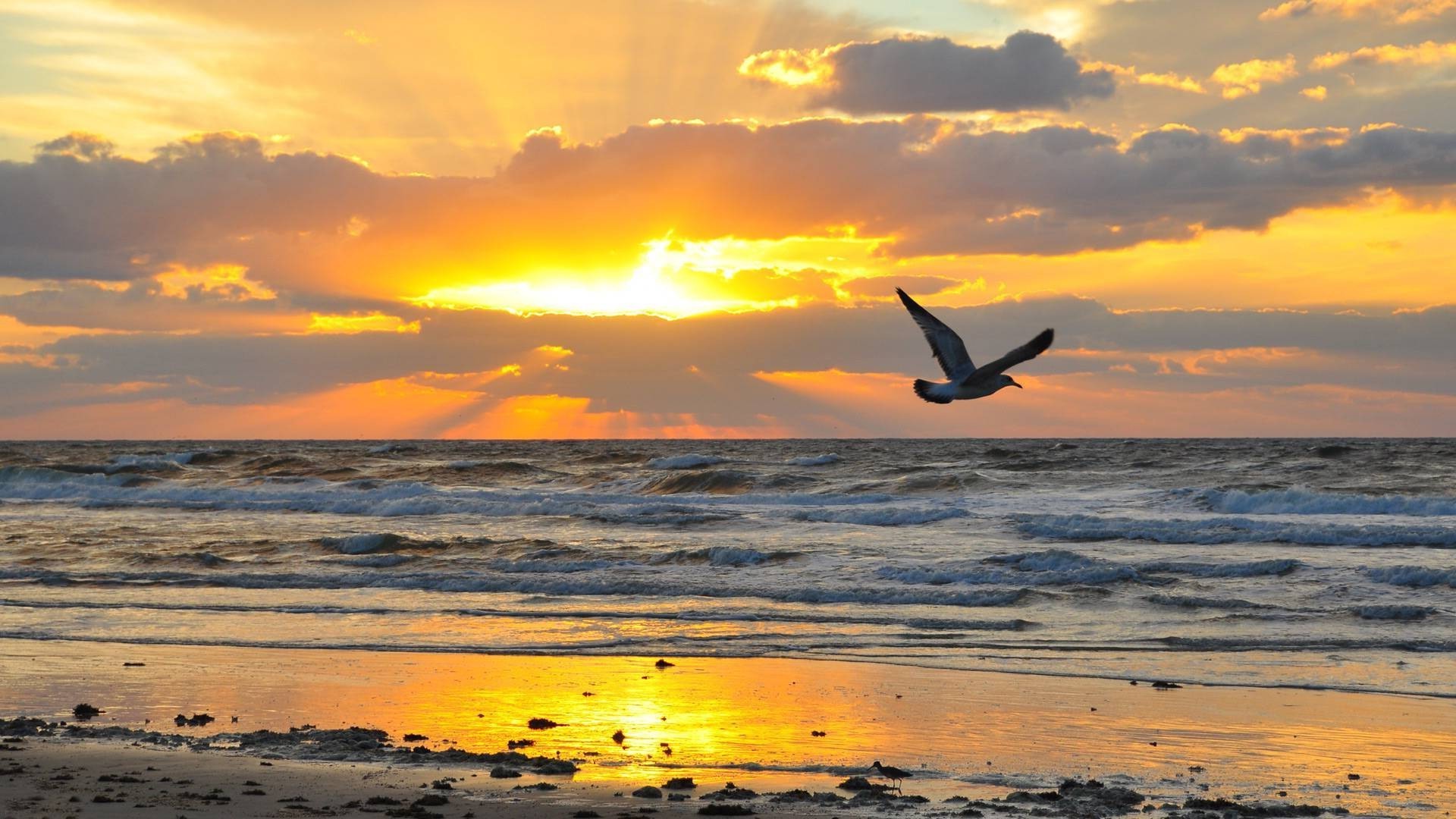 animaux coucher de soleil eau soleil aube mer plage océan crépuscule ciel beau temps soir surf été sable