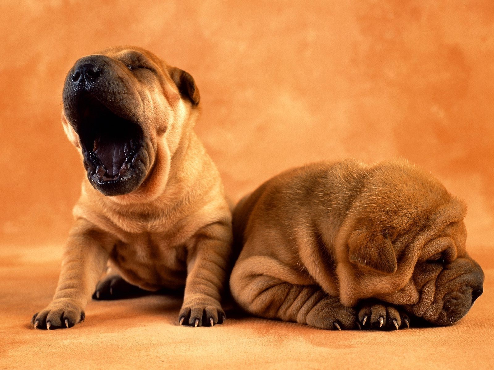 hund hund hundespezialist säugetier porträt haustier welpe niedlich tier studio eine rasse stier maus reinrassig liebenswert lustig