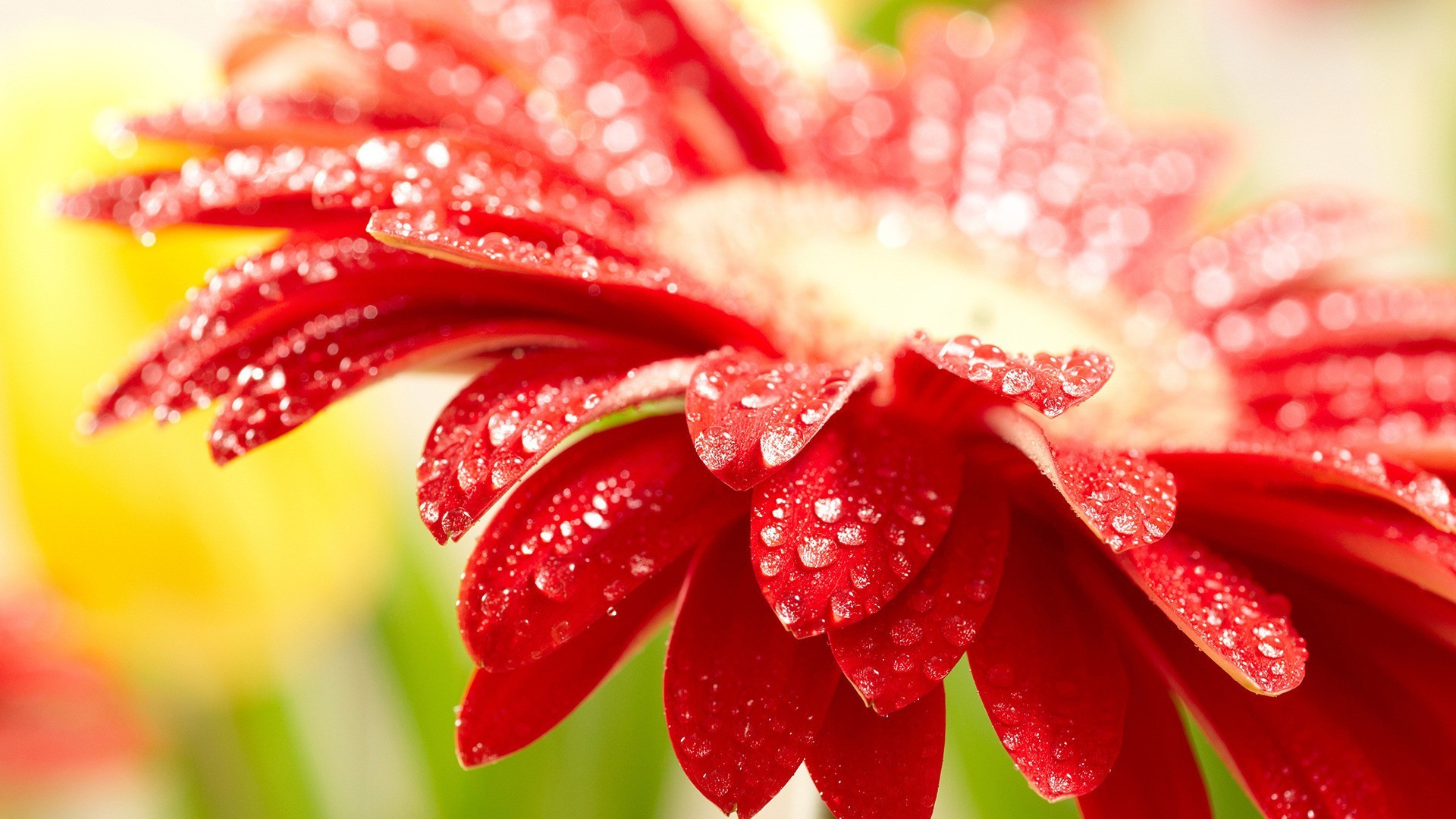 nahaufnahme natur tau sommer blume flora schön blatt hell farbe schließen garten