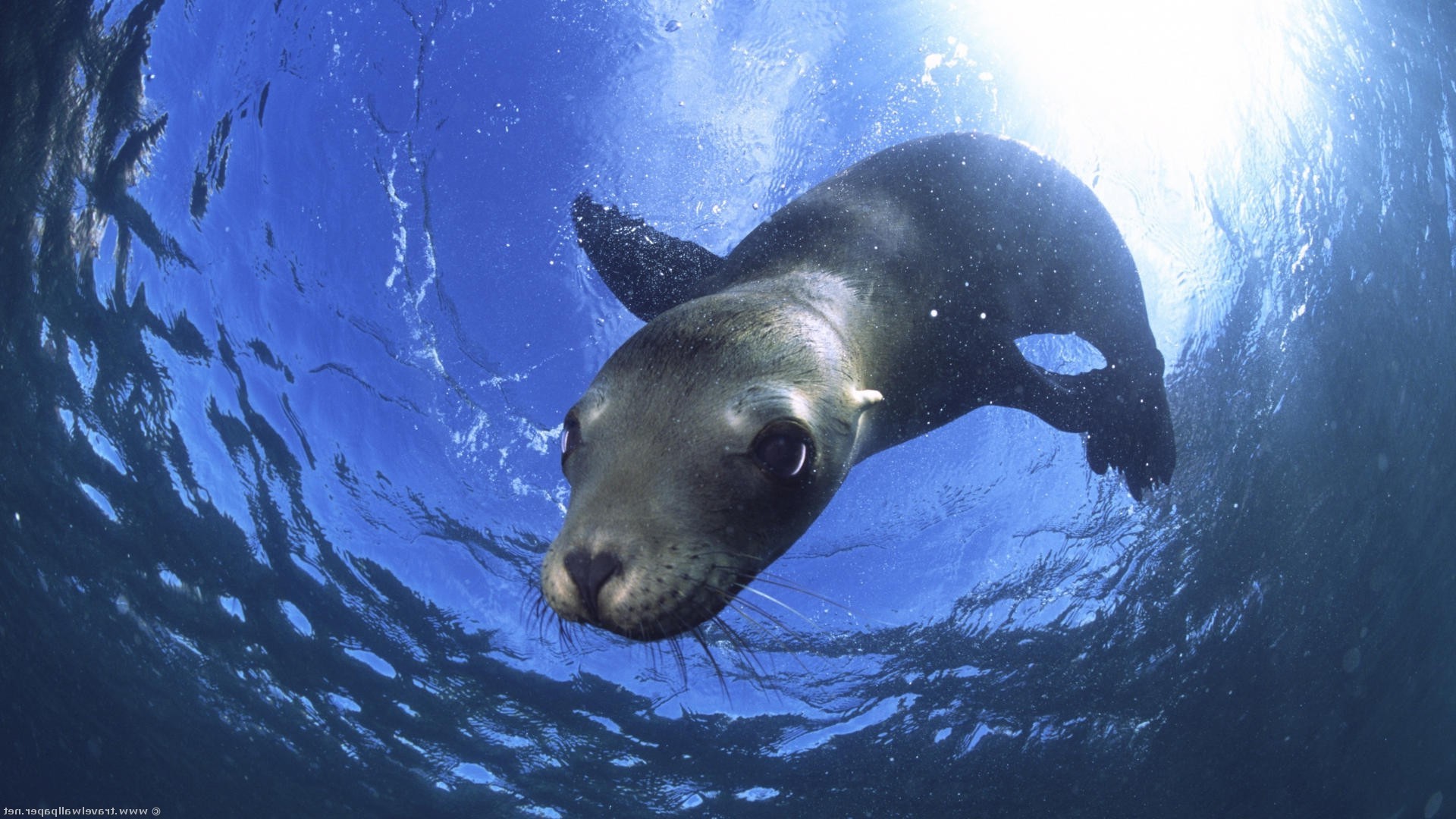 animali sott acqua acqua oceano mare marino nuoto pesce fauna selvatica acquatico singolo