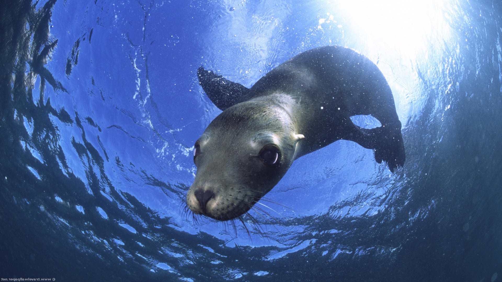 animals underwater water ocean sea marine swimming fish wildlife aquatic one