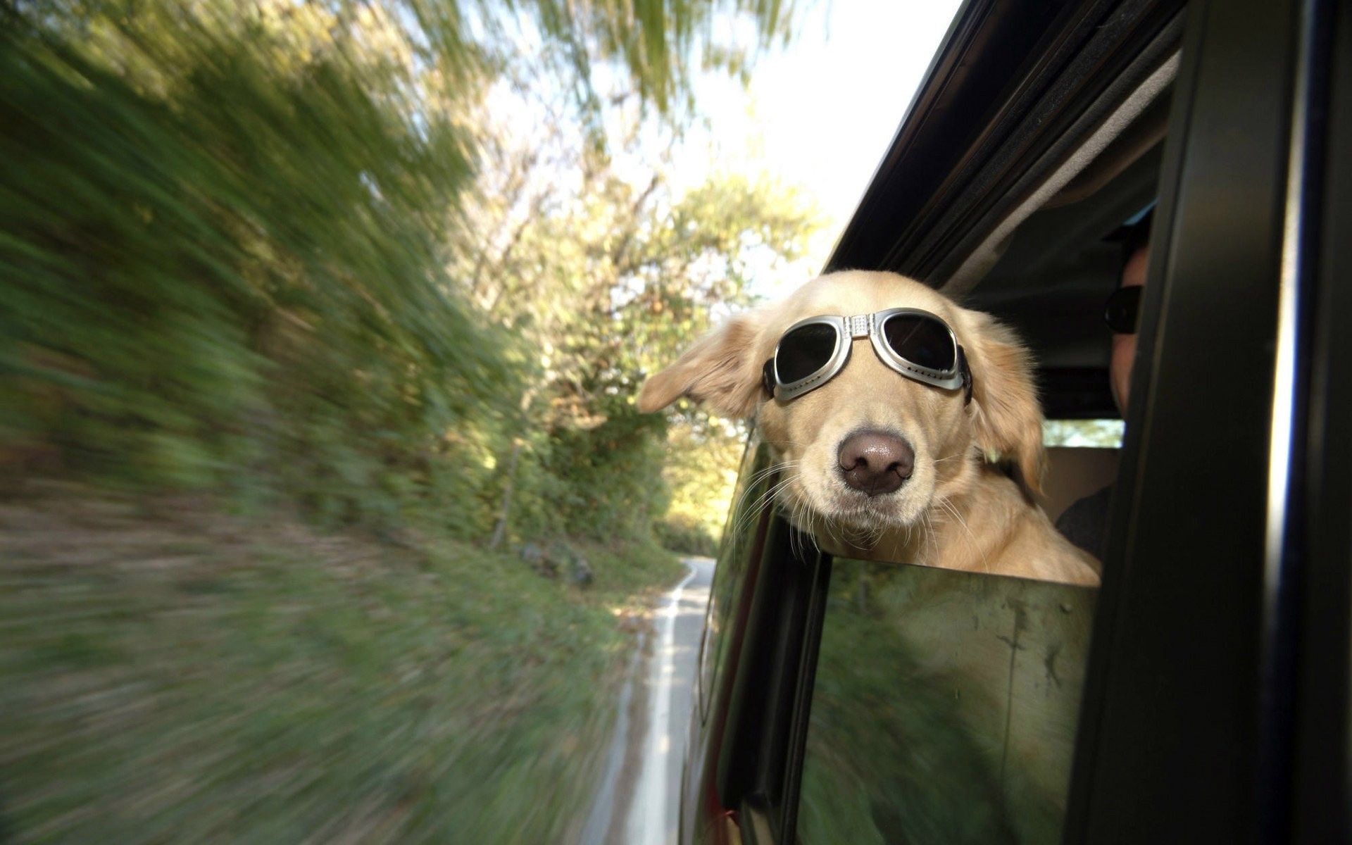 animais cão mamífero animal natureza animal de estimação árvore ao ar livre