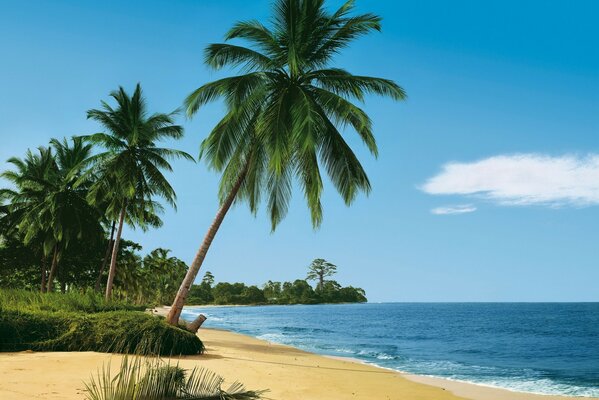 Costa del mare di un isola tropicale con palme