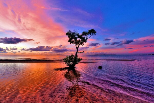 A tree standing alone in the middle of the water