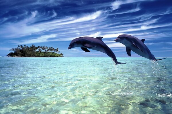 Para delfinów polubownie nurkuje w wodach Oceanu
