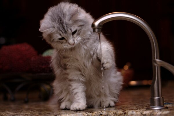 Chaton gris comme joué par un filet d eau qui coule du robinet