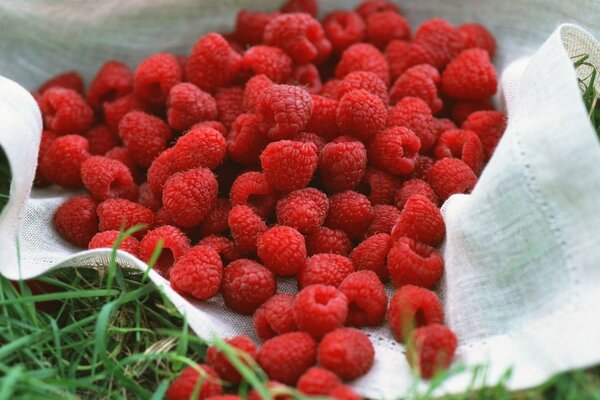 Beaucoup de framboises fraîches