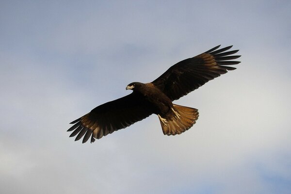 Der große Raubvogel am Himmel