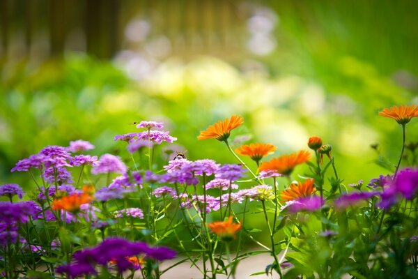 Fiori viola. Il Giardino dei tuoi sogni