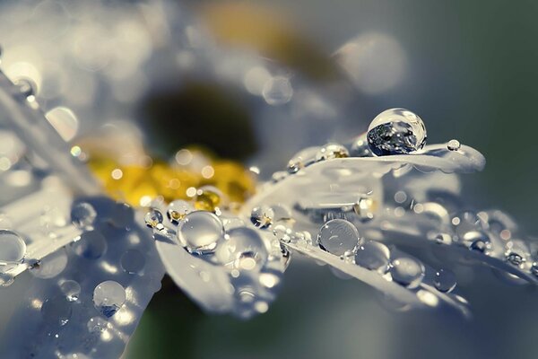 Chamomile in dew drops