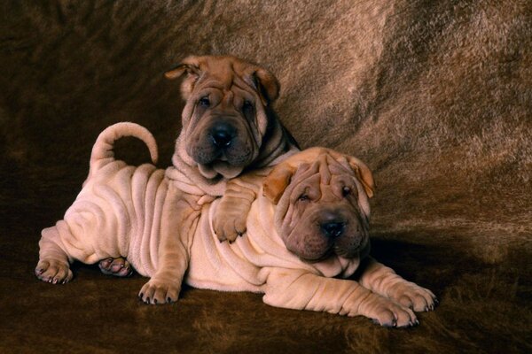 Retrato de lindos cachorros de la raza Shar Pei