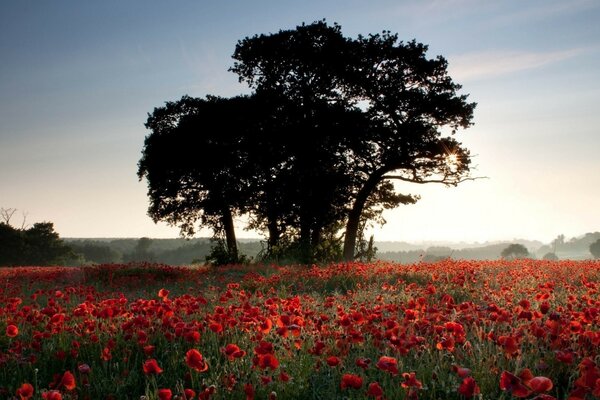 Landscape of a beautiful flower field