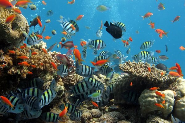 Viele Fische schwimmen im Wasser