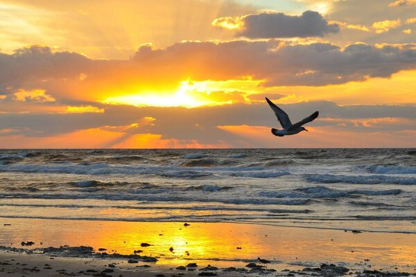 A bird flies against the background of sunset and the sea