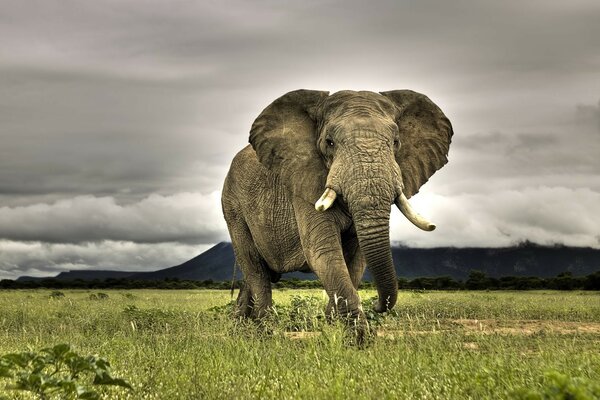 A huge African elephant walks on the savannah