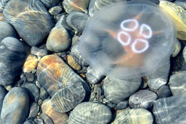 Oceano marino, natura sul mare