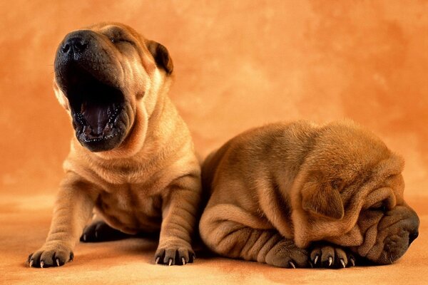 Due cuccioli di Shar Pei e uno sbadiglia