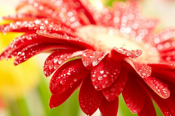 Fleur d été closeup avec des gouttes de rosée