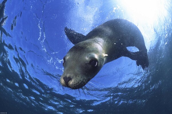 Un León marino se sumerge bajo el agua