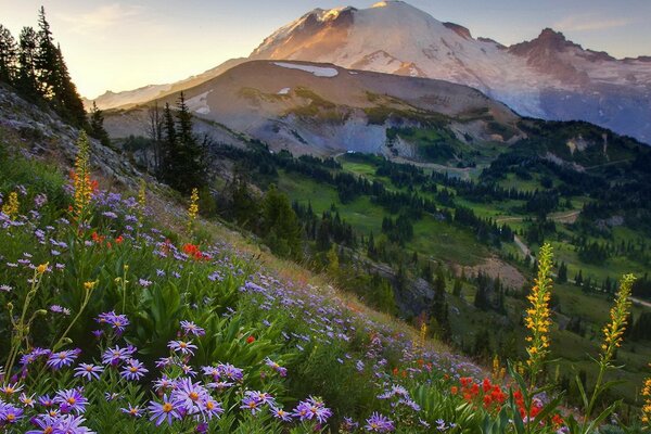 Coucher de soleil sur une Prairie de fleurs dans les montagnes