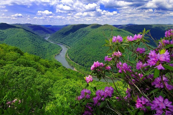 Vallée de la rivière parmi les collines et les fleurs roses