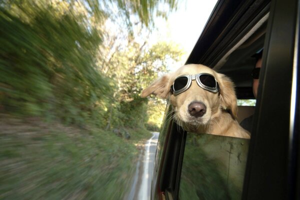 Un perro con gafas se asoma por la ventana de un coche