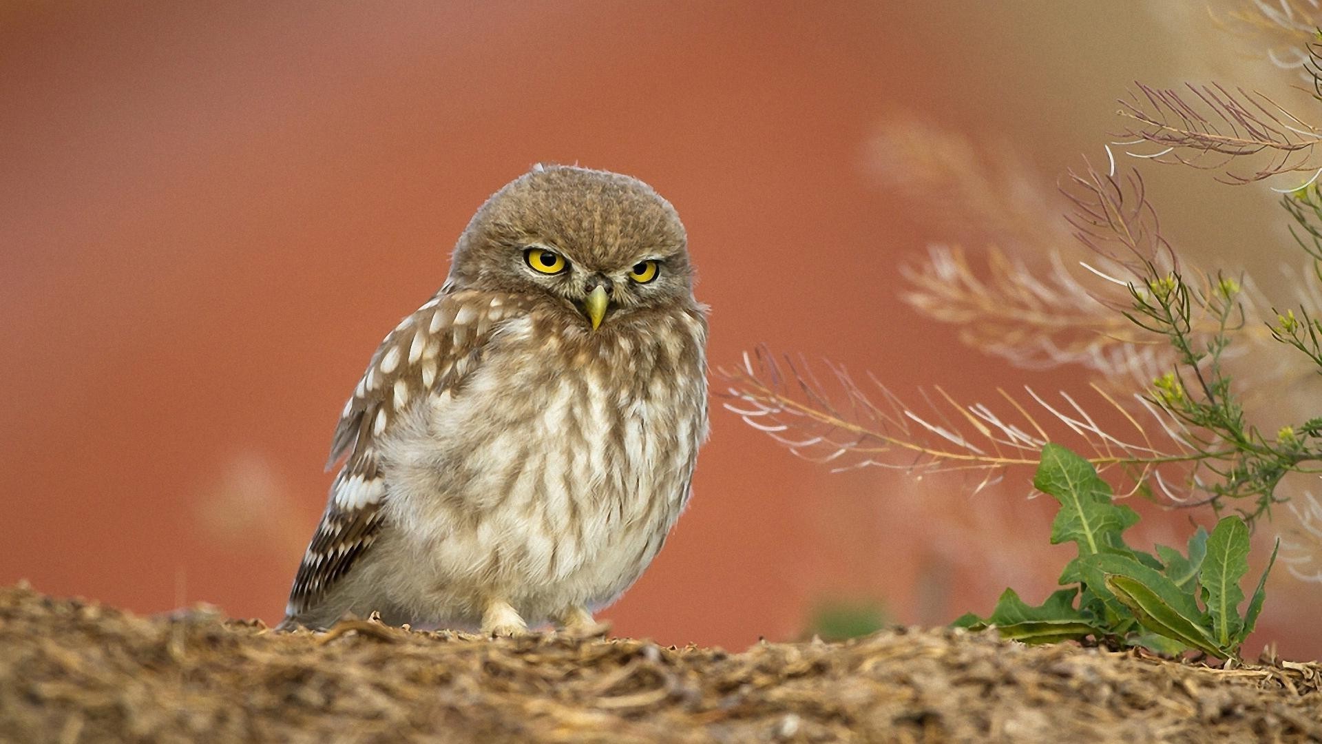 zwierzęta natura dzika przyroda ptak na zewnątrz dziki