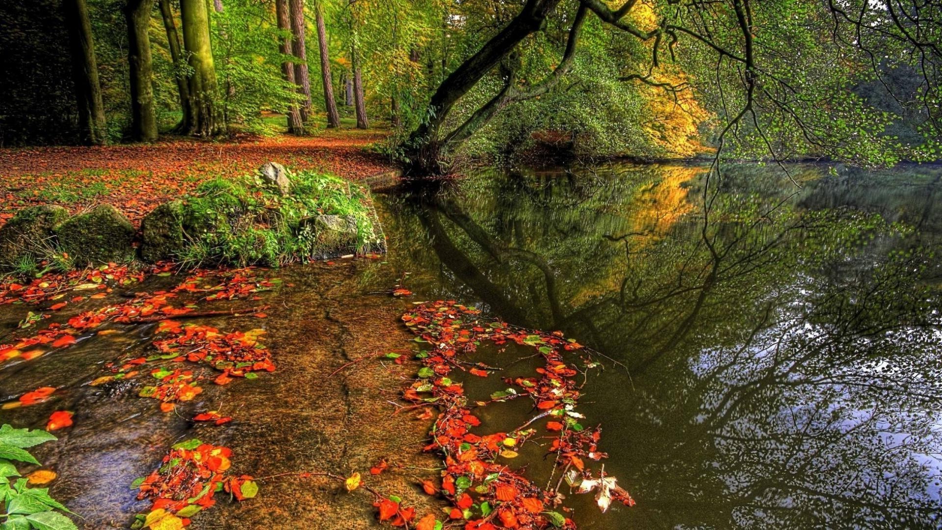 forest fall leaf tree maple wood nature park outdoors landscape lush season