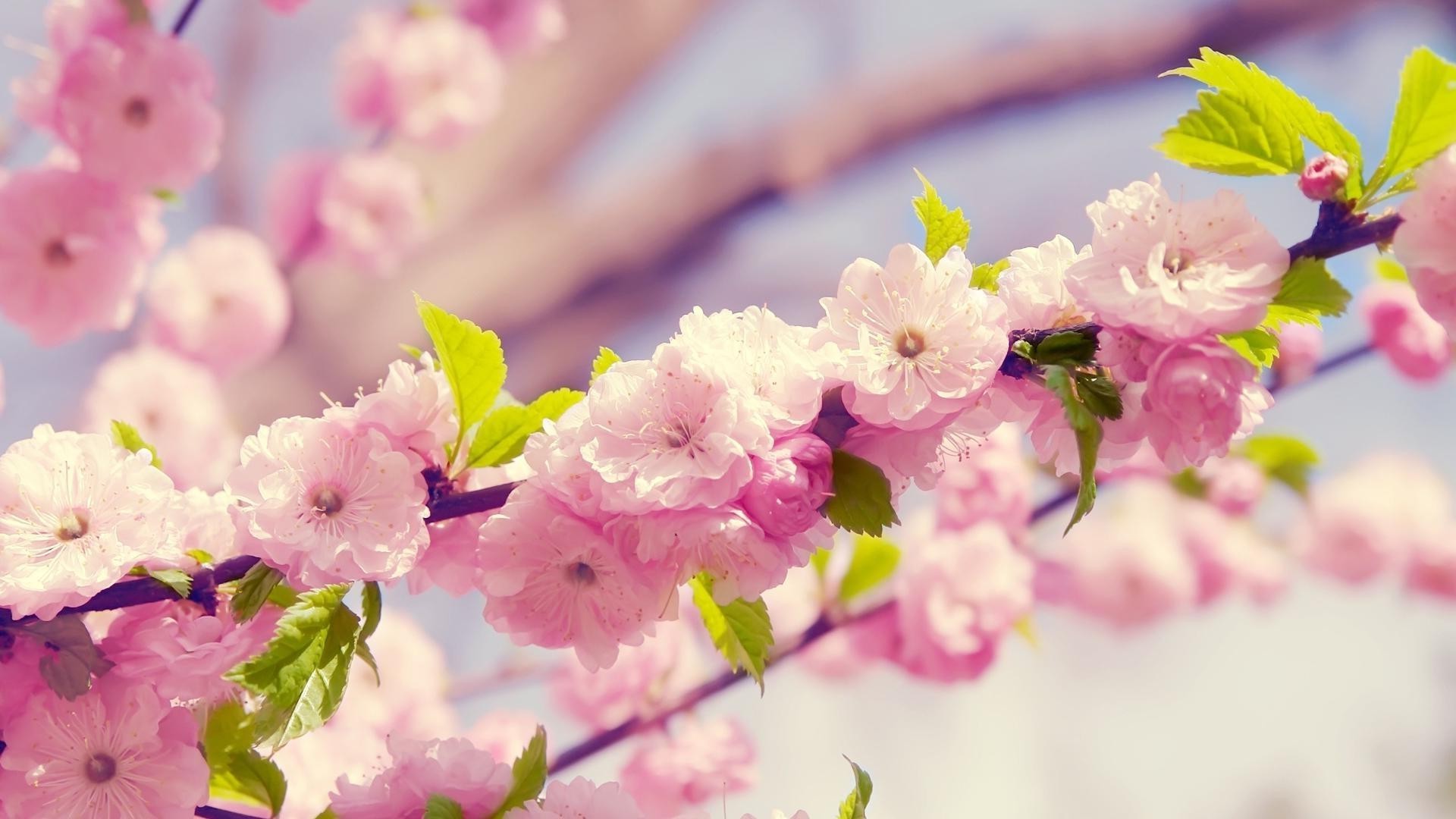 fleurs sur les arbres fleur nature flore jardin floral pétale cerise feuille bluming branche été arbre saison couleur gros plan beau pâques copain croissance