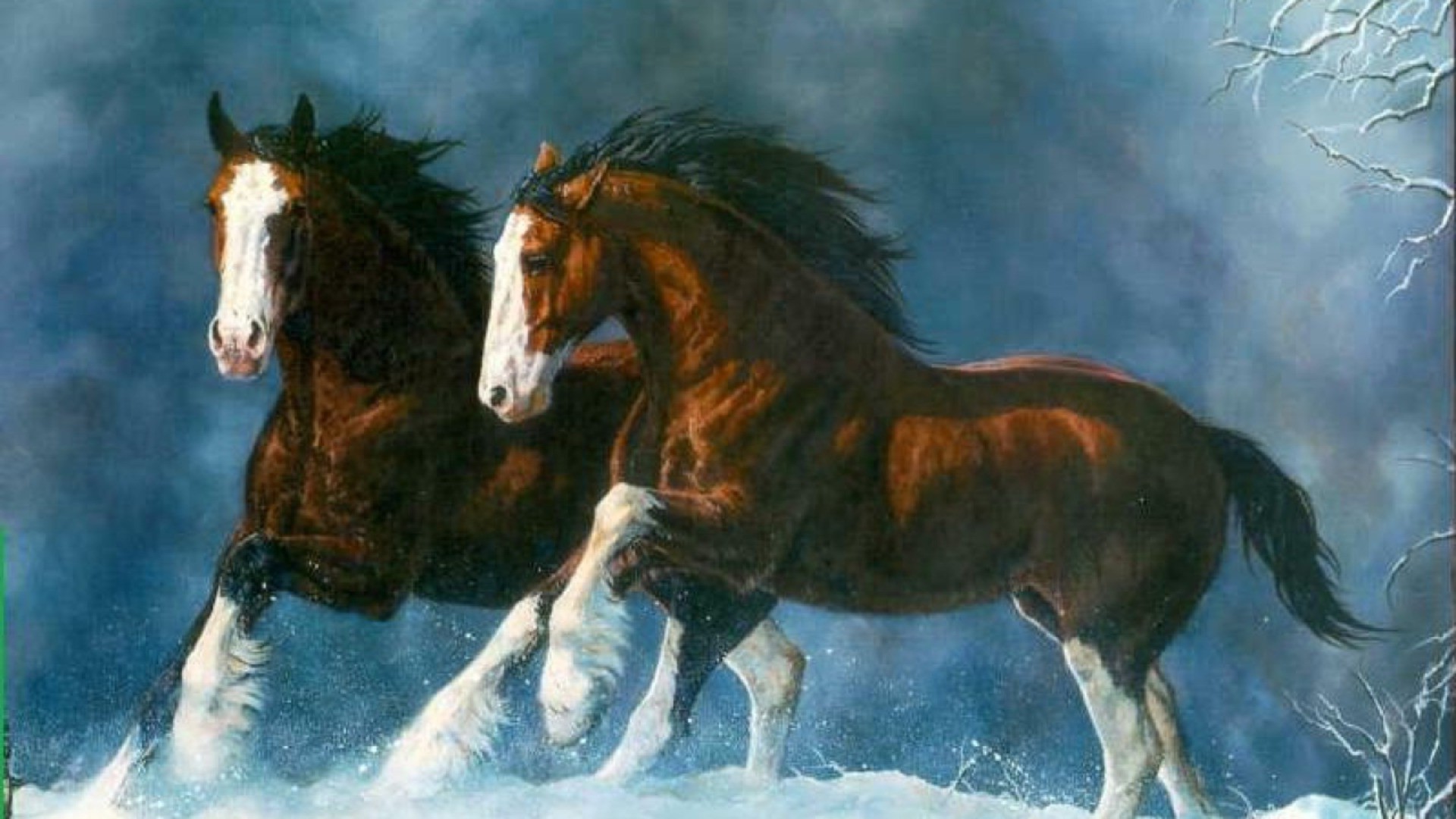horses cavalry horse mammal mare mane equine equestrian pony stallion one sitting fast farm motion two action animal winter outdoors