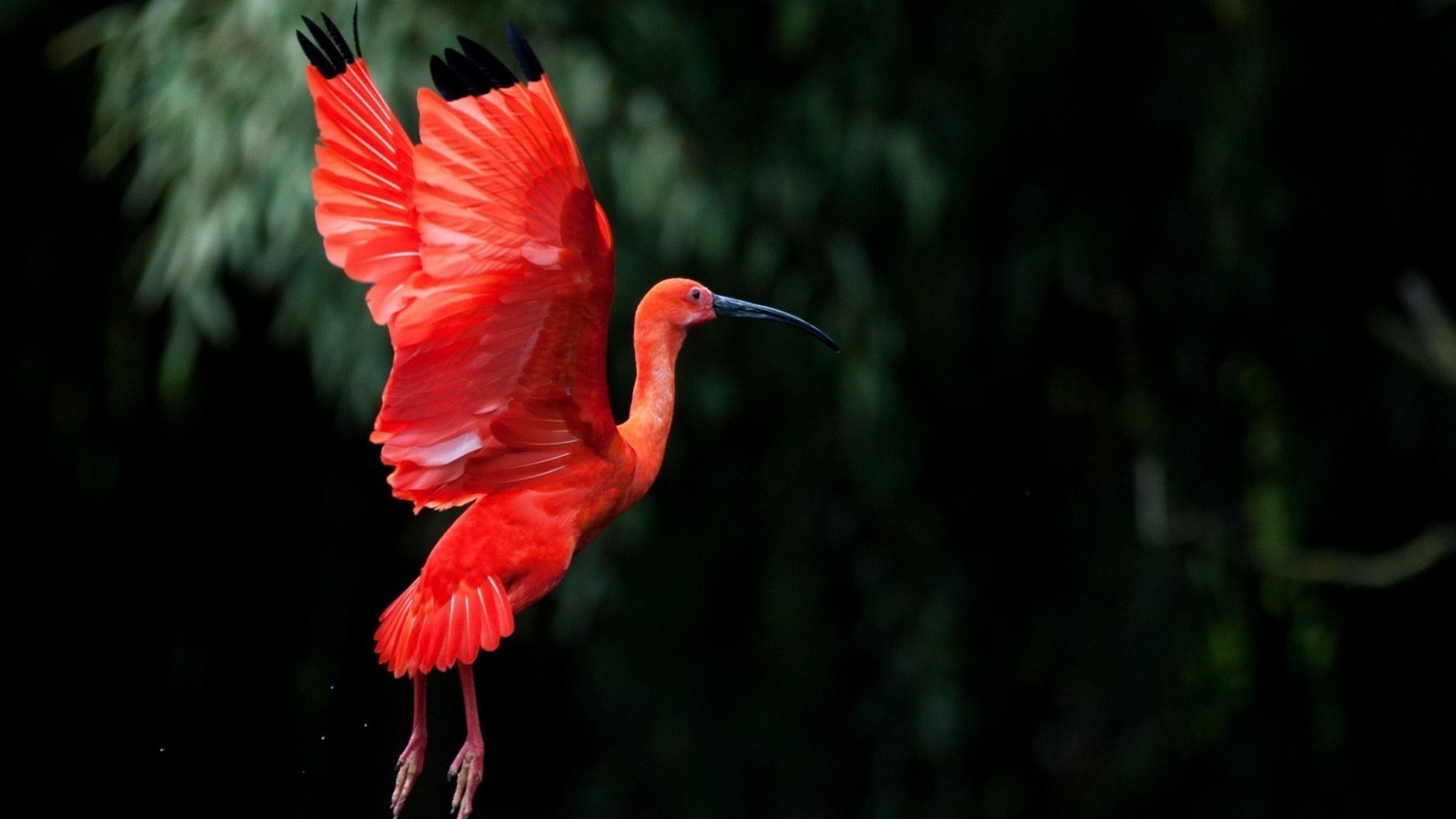 animali uccello fauna selvatica natura all aperto tropicale piuma selvaggio esotico