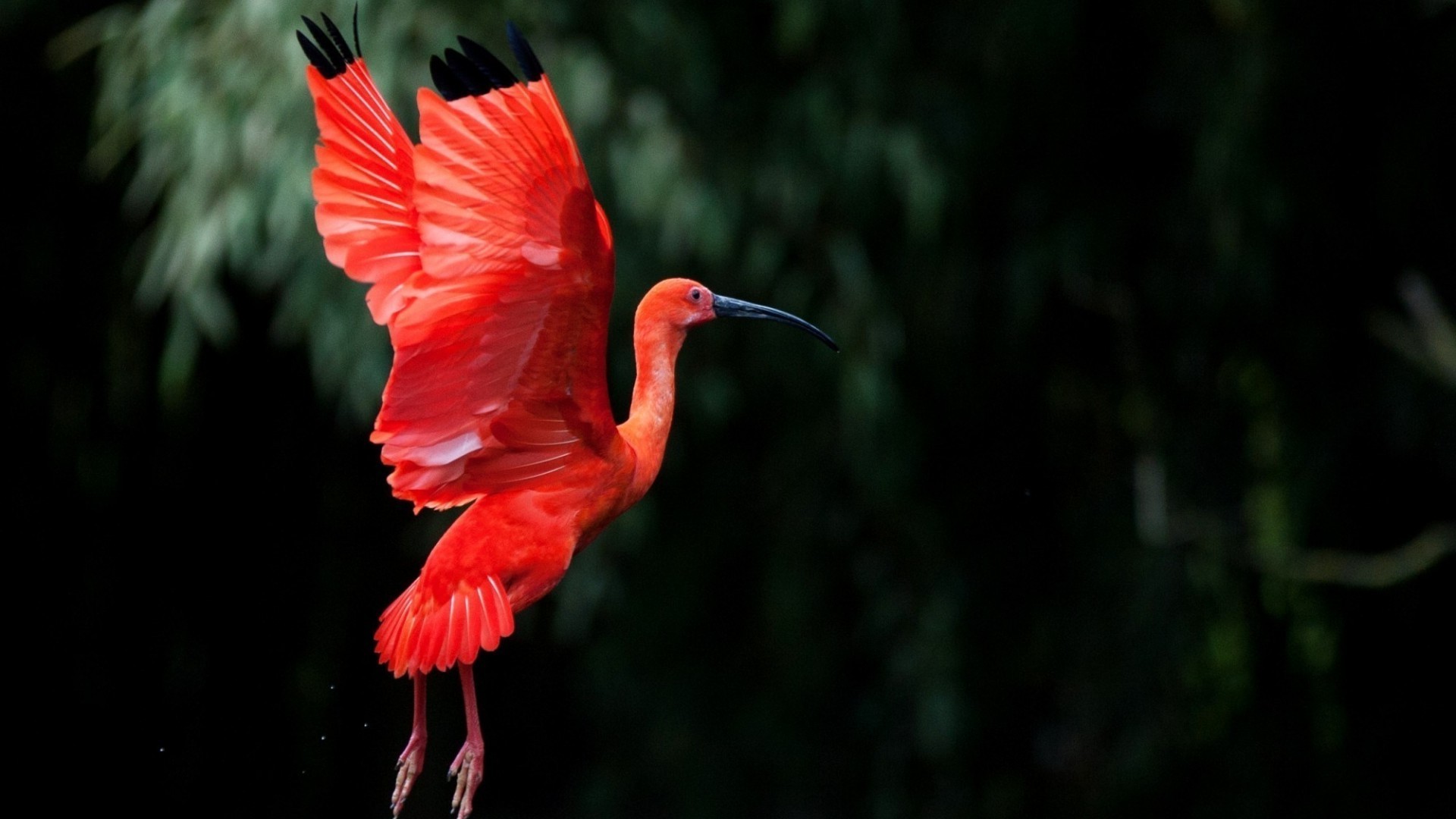 animals bird wildlife nature outdoors tropical feather wild exotic