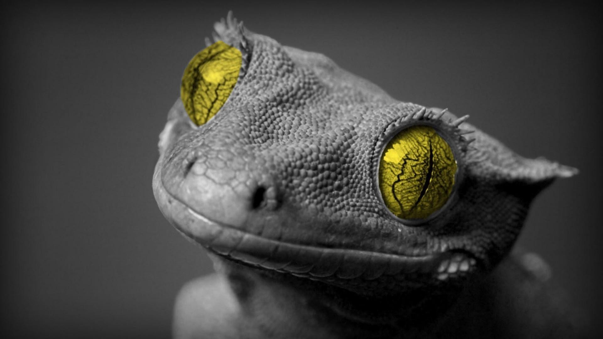 reptilien und frösche gazoo eidechse porträt tier haustier drache tierwelt natur auge farbe gecko eine ansicht