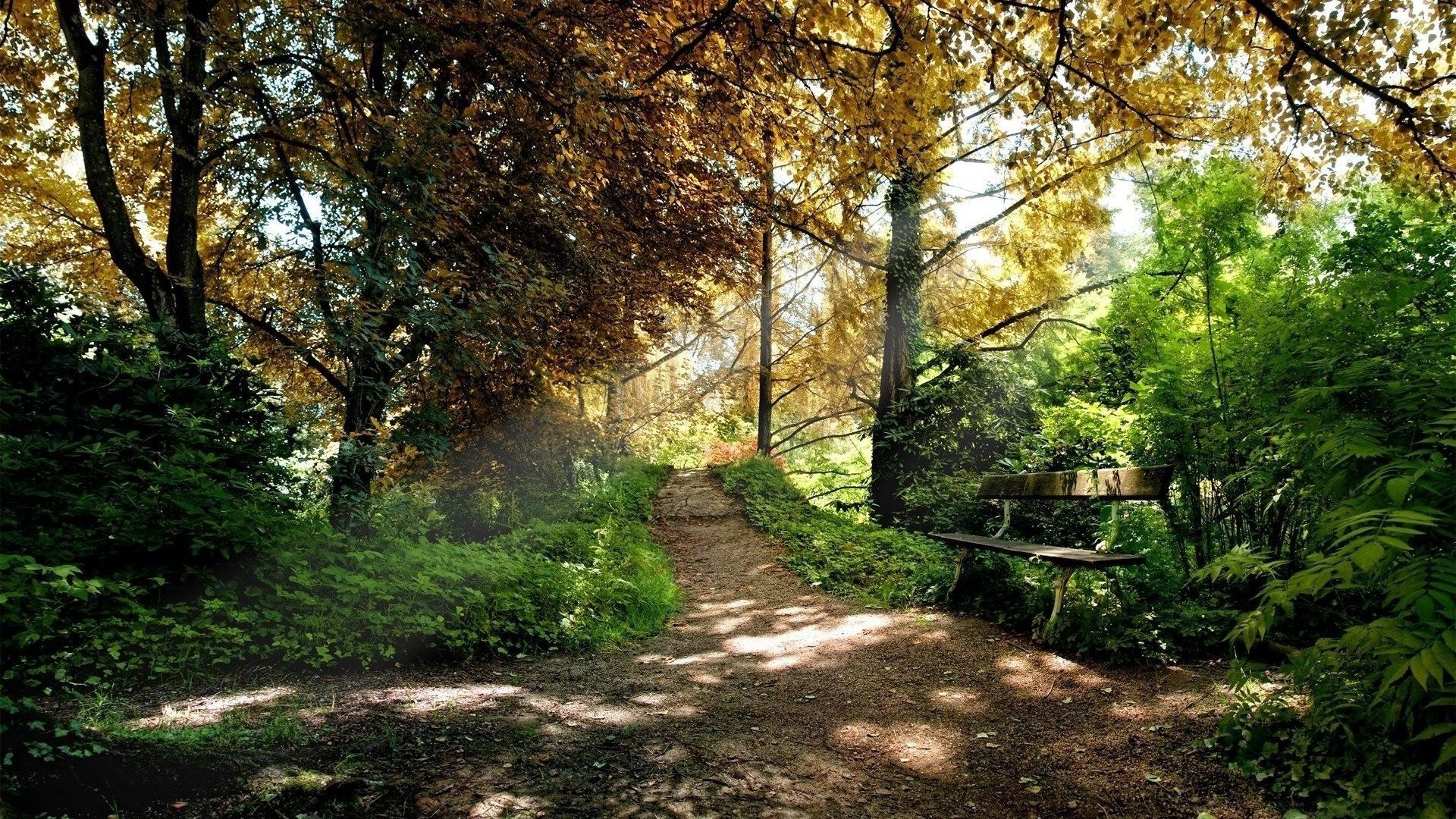 parklar manzara ağaç yaprak doğa ahşap yol rehberlik park patika sonbahar çevre güzel hava çimen açık havada kırsal sezon kırsal yaz bahçe