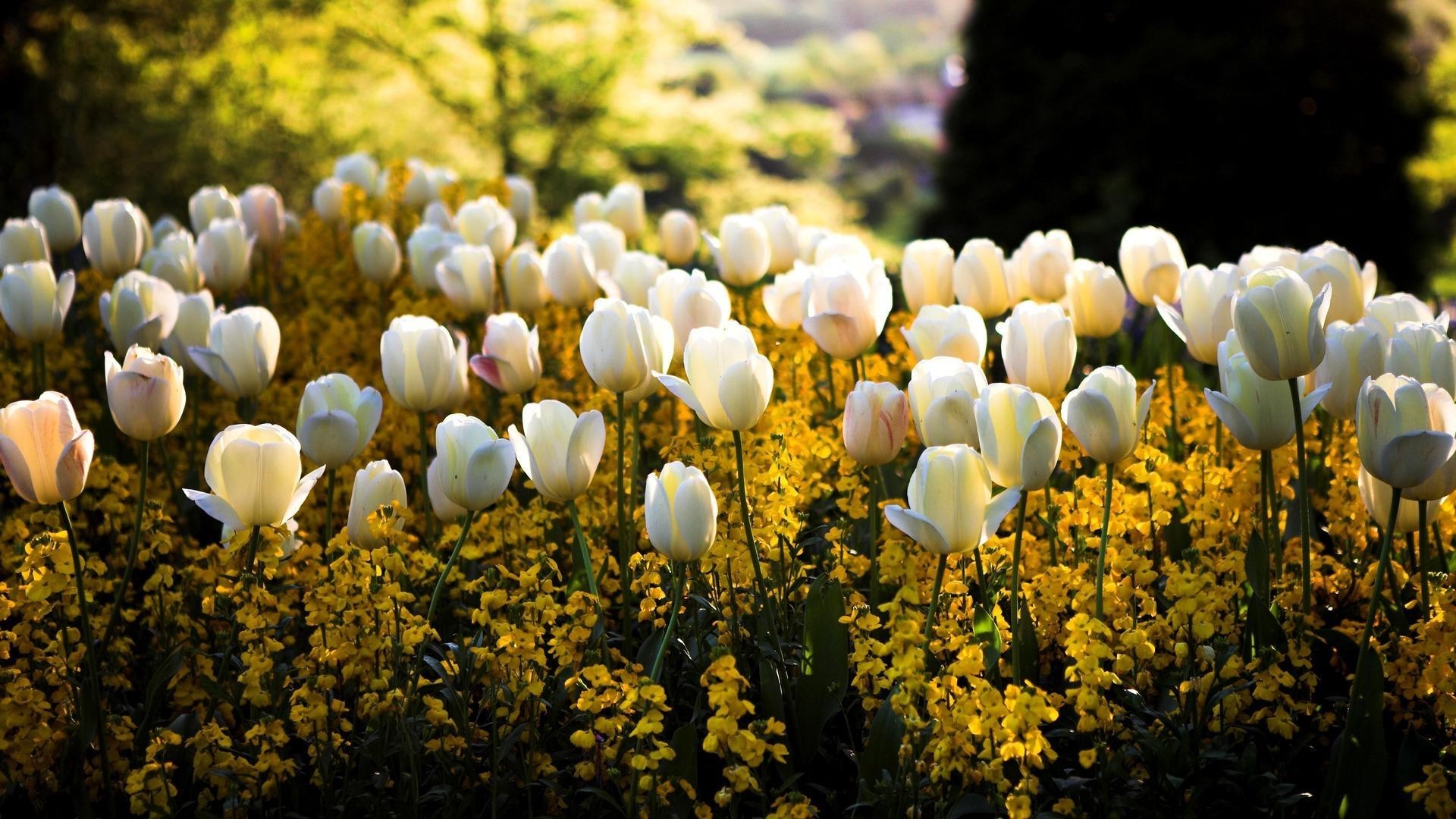 tulipes nature fleur flore lumineux jardin feuille saison été champ croissance couleur tulipe à l extérieur bluming pétale floral parc